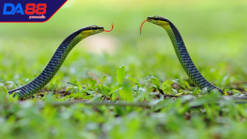 Mơ thấy con rắn là điềm gì? Mơ thấy con rắn là điềm gì?