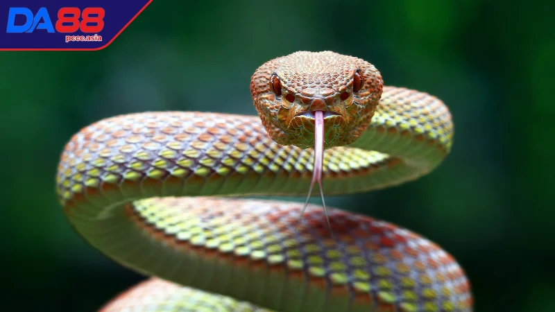Ý nghĩa mơ thấy con Rắn? Ý nghĩa mơ thấy con Rắn?